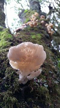 Pleurotus ostreatus image