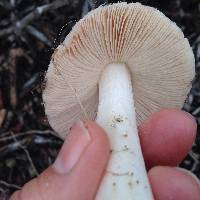 Volvariella gloiocephala image