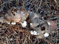 Schizophyllum commune image