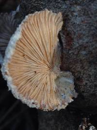 Schizophyllum commune image