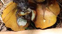 Suillus granulatus image