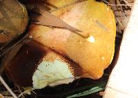 Suillus granulatus image