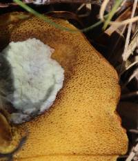 Suillus granulatus image