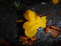 Tremella aurantia image