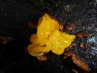 Tremella aurantia image