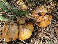 Suillus granulatus image