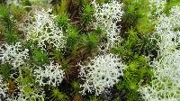 Cladonia portentosa image