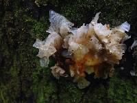 Tremella fuciformis image