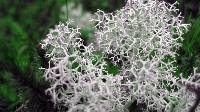 Cladonia portentosa image