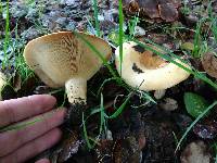 Lactarius alnicola image