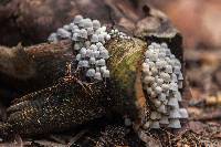 Coprinellus disseminatus image