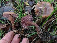 Laccaria amethysteo-occidentalis image