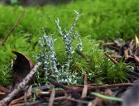 Cladonia scabriuscula image