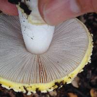 Amanita gemmata image