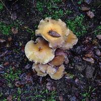 Hypholoma fasciculare image