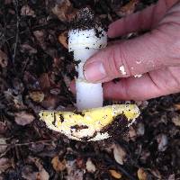 Amanita gemmata image