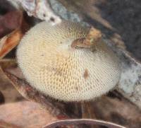 Polyporus arcularius image