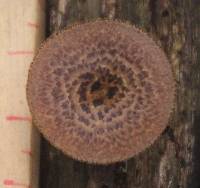 Polyporus arcularius image