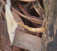 Polyporus arcularius image