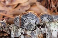 Trametes versicolor image