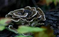 Trametes versicolor image