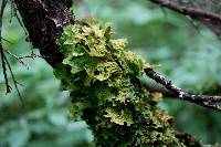 Lobaria pulmonaria image