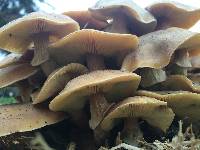 Armillaria mellea image