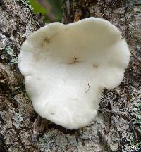 Lentinus sajor-caju image