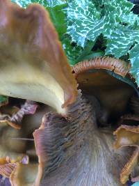 Omphalotus olivascens image