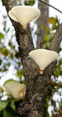 Image of Lentinus glandulosus