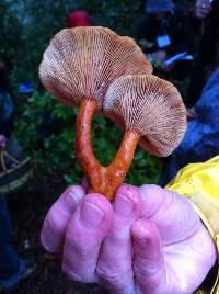 Lactarius rubidus image