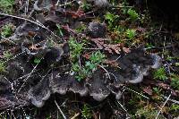 Peltigera membranacea image