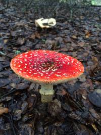 Amanita muscaria image