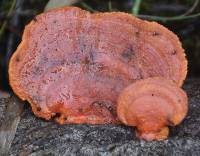 Pycnoporus coccineus image