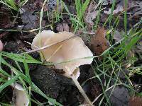 Pleurotus ostreatus image