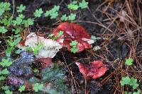 Russula sanguinaria image