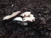 Agaricus xanthodermus image