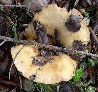 Lactarius alnicola image