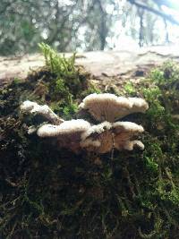 Schizophyllum commune image