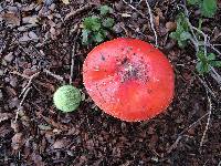 Amanita muscaria image