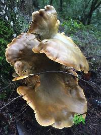 Omphalotus olivascens image