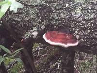 Fomitopsis cajanderi image