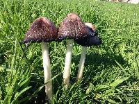 Coprinus comatus image