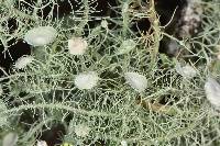 Usnea intermedia image