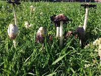 Coprinus comatus image