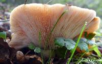 Lactarius alnicola image