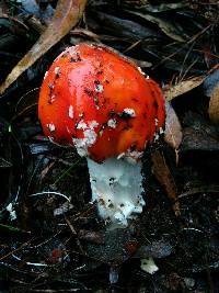 Amanita muscaria image