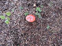 Amanita muscaria image