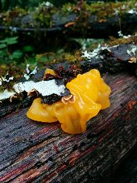 Tremella aurantia image