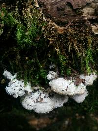 Schizophyllum commune image